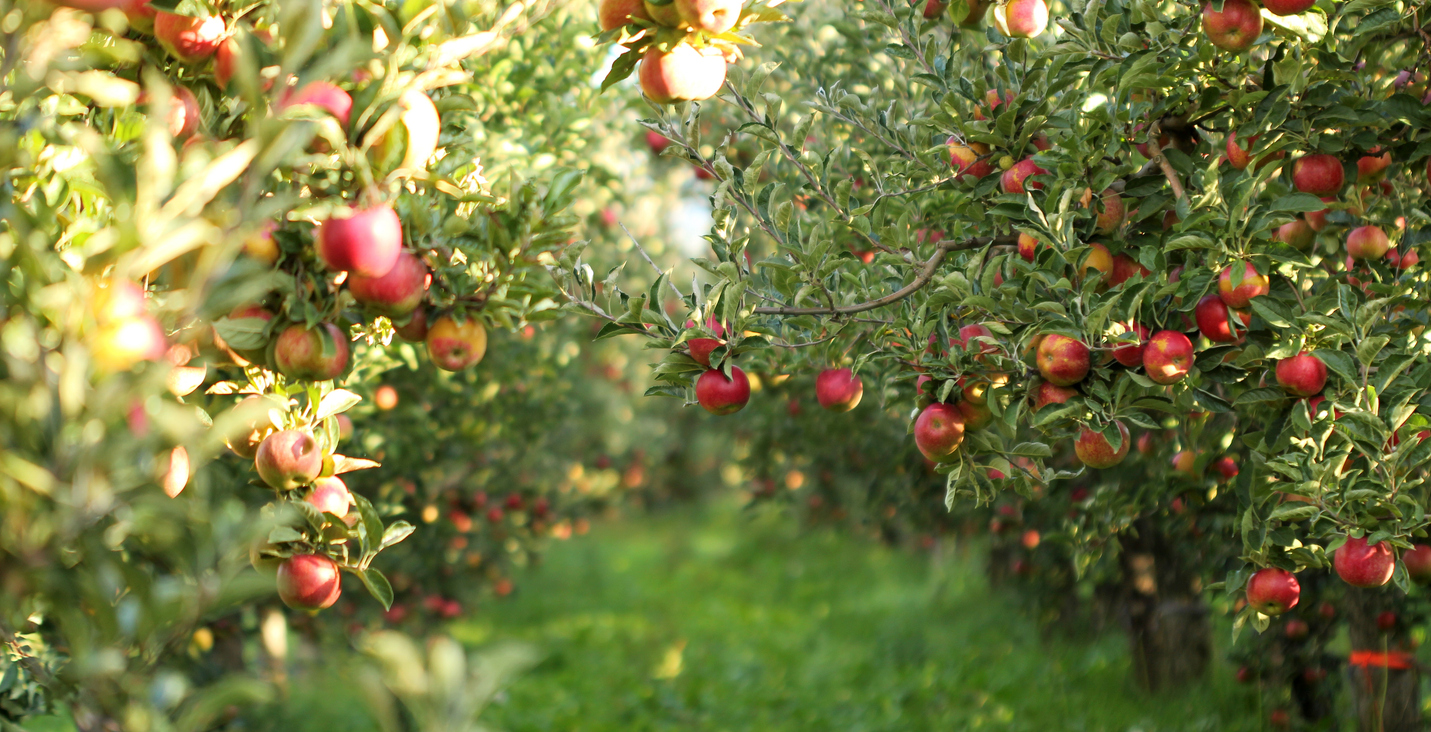 Pommes mûres dans un verger.  © iStock / redstallion 
