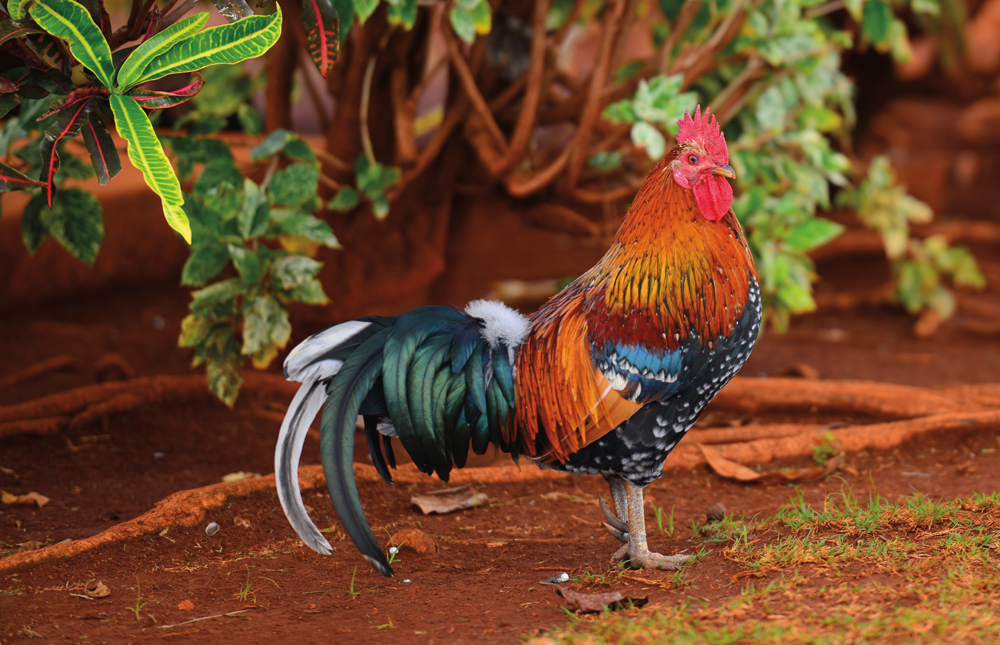 Le coq de Barcelos