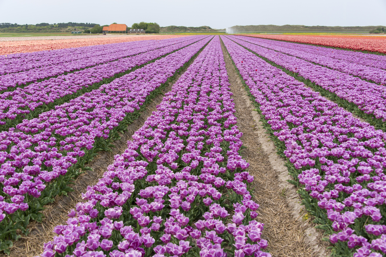 La tulipe