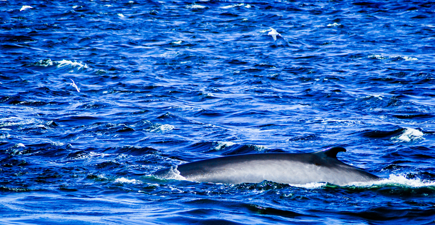 Les baleines du Saint-Laurent
