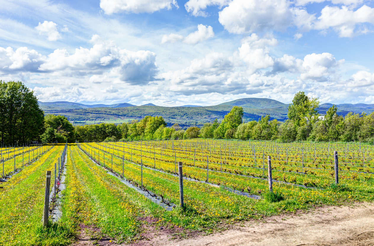 Le froid, plus grand défi du vignoble québécois?