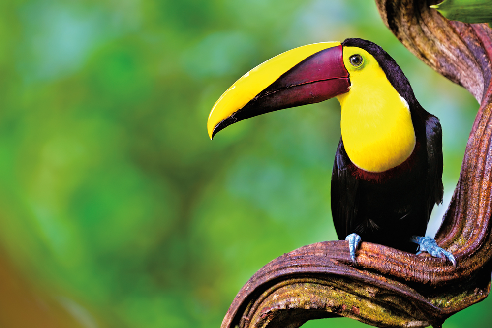 Profiter des eaux thermales au Costa Rica
