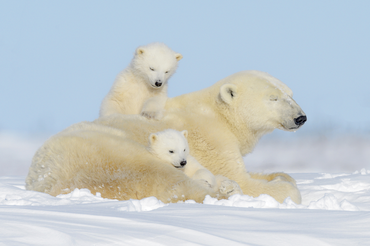 L’ours blanc, un exemple d’adaptation en milieu extrême