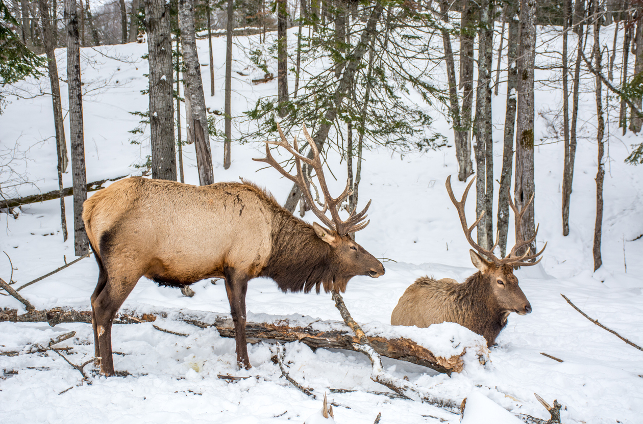 4 activités hivernales à découvrir en famille