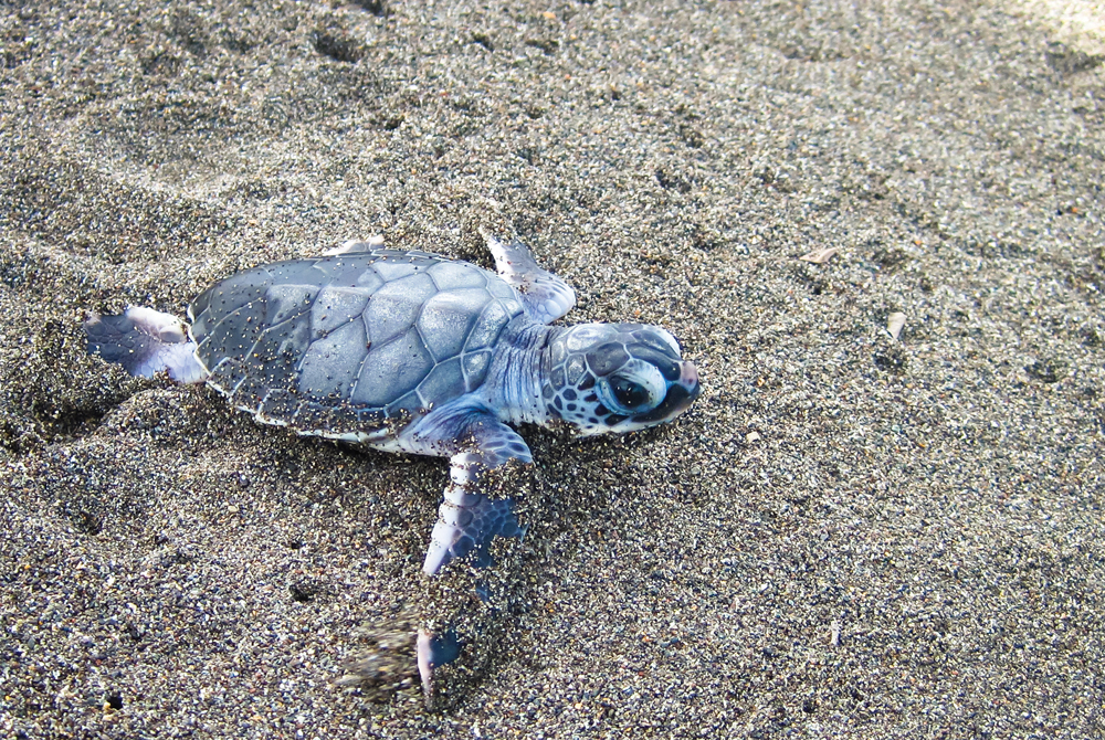 La tortue luth