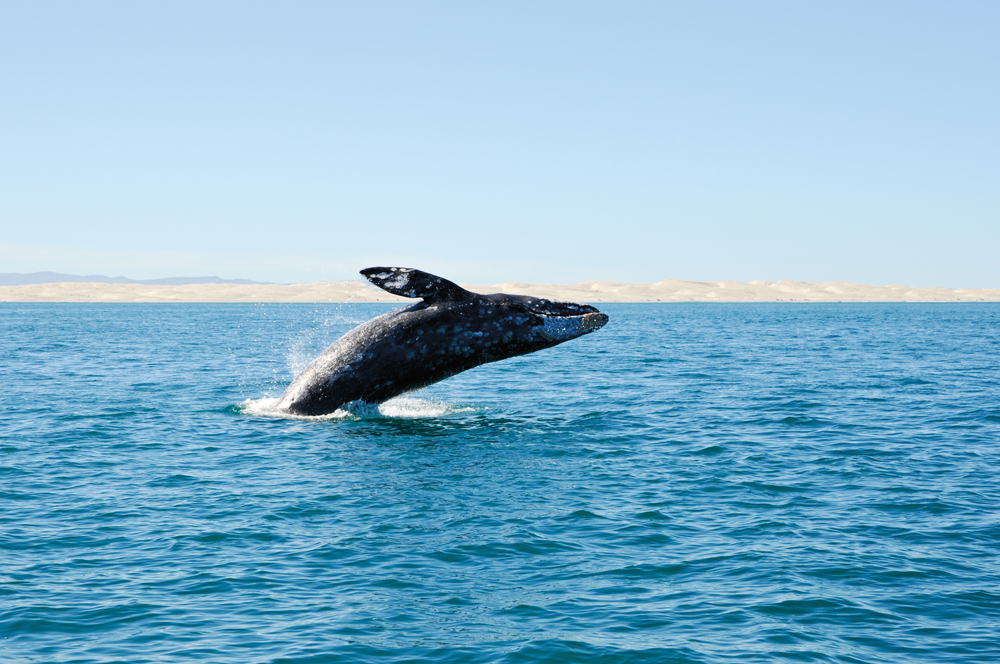 La baleine grise