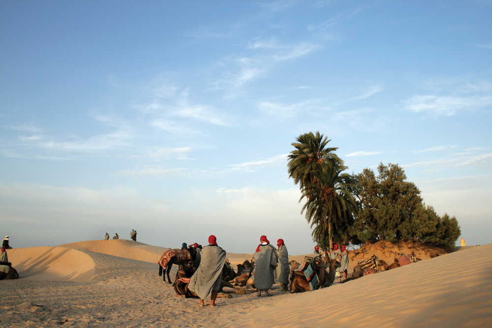 L’olivier en Tunisie
