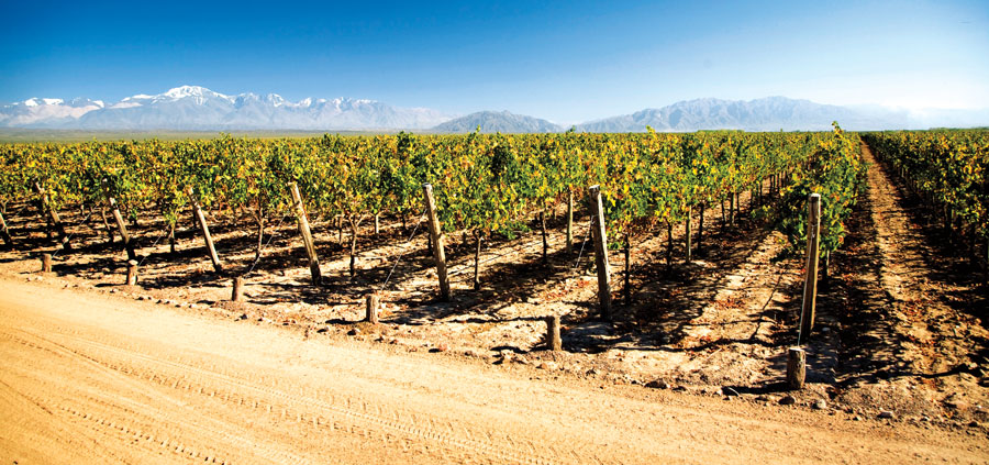 Sur la route des vins en Argentine