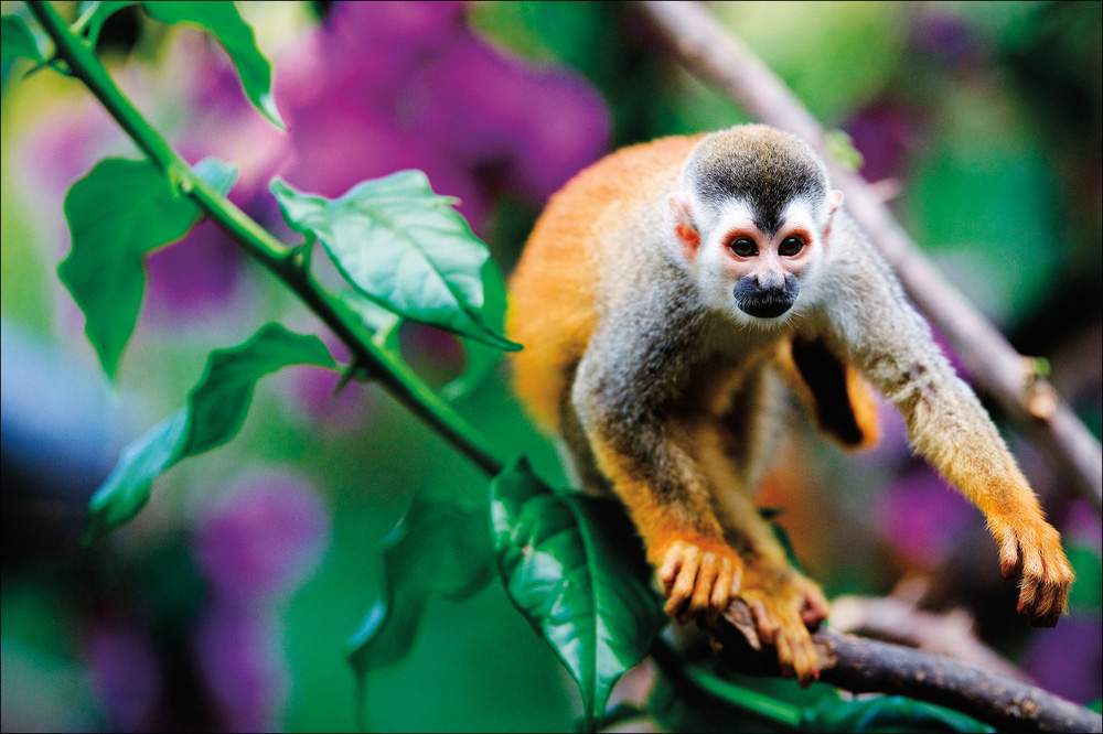 Costa Rica