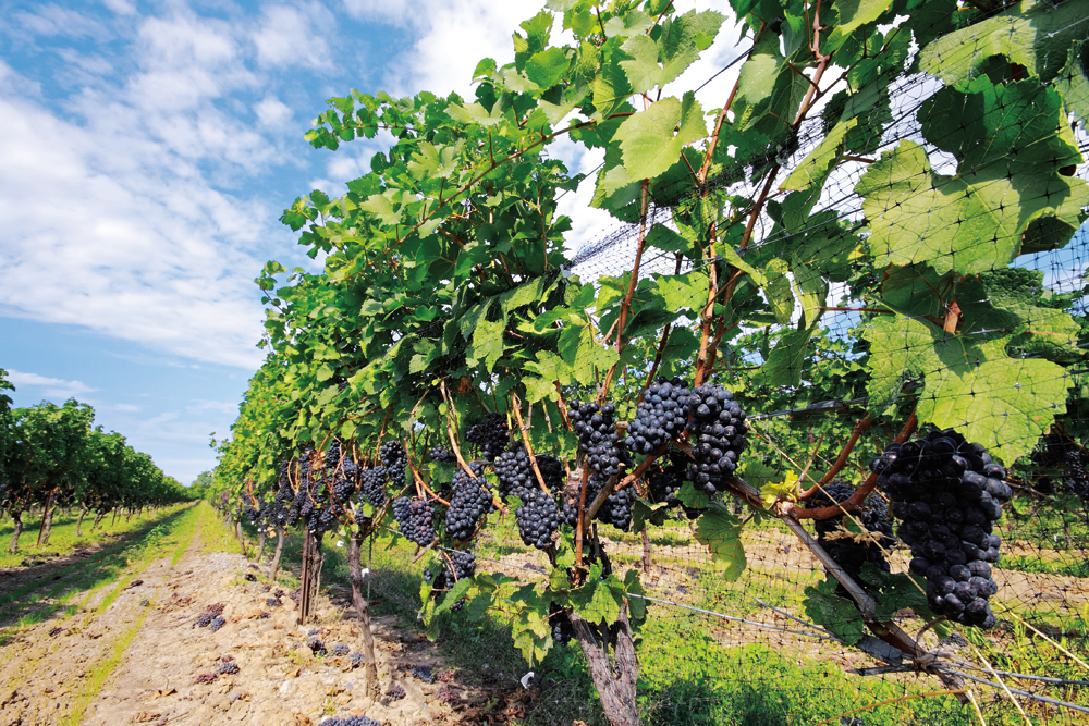 La Route des vins de la péninsule du Niagara 