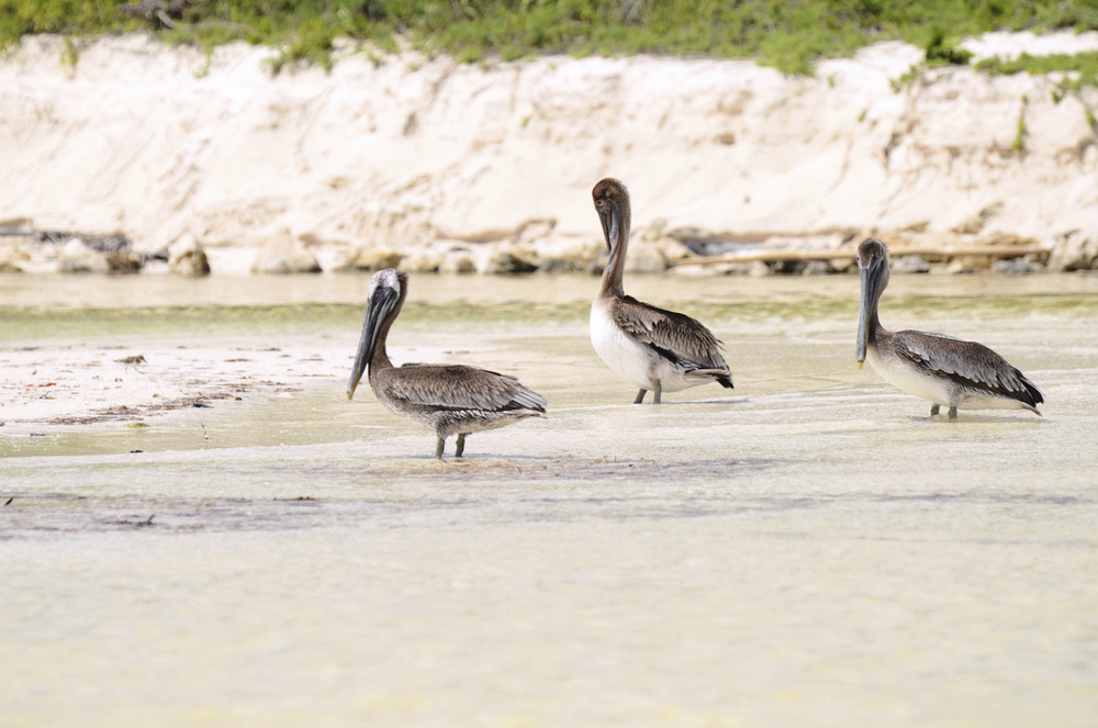 La Reserva De La Biosfera Sian Ka