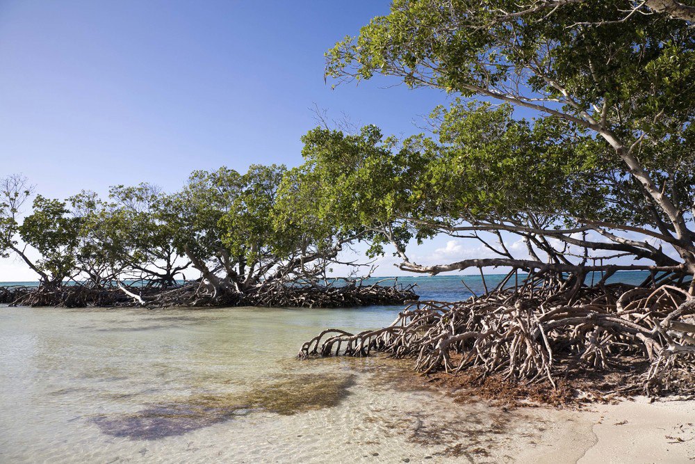 3 parcs nationaux coups de cœur à Cuba