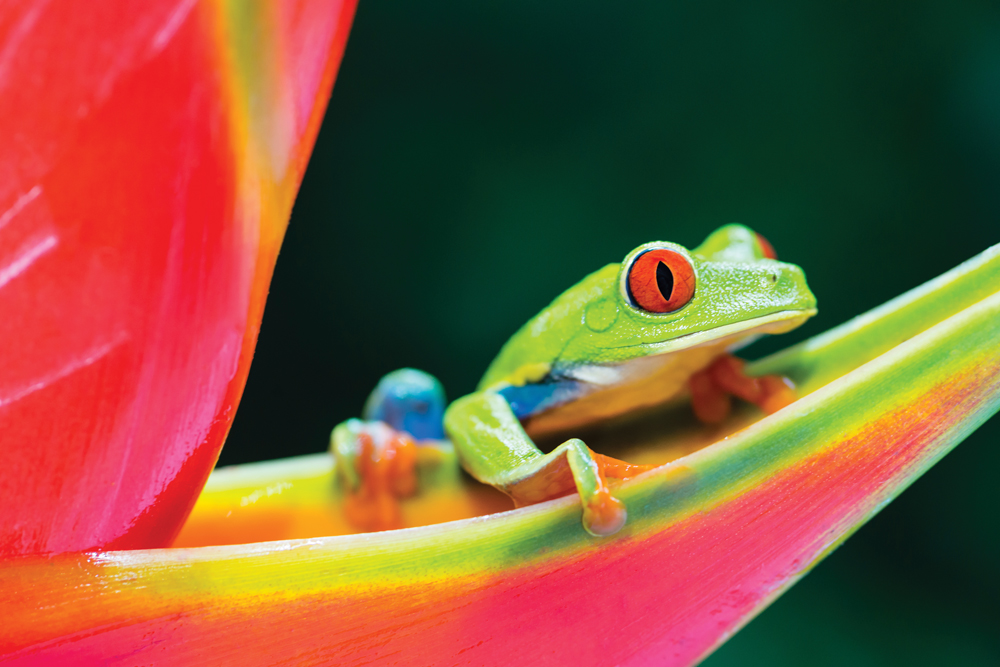 Tourisme local au Costa Rica