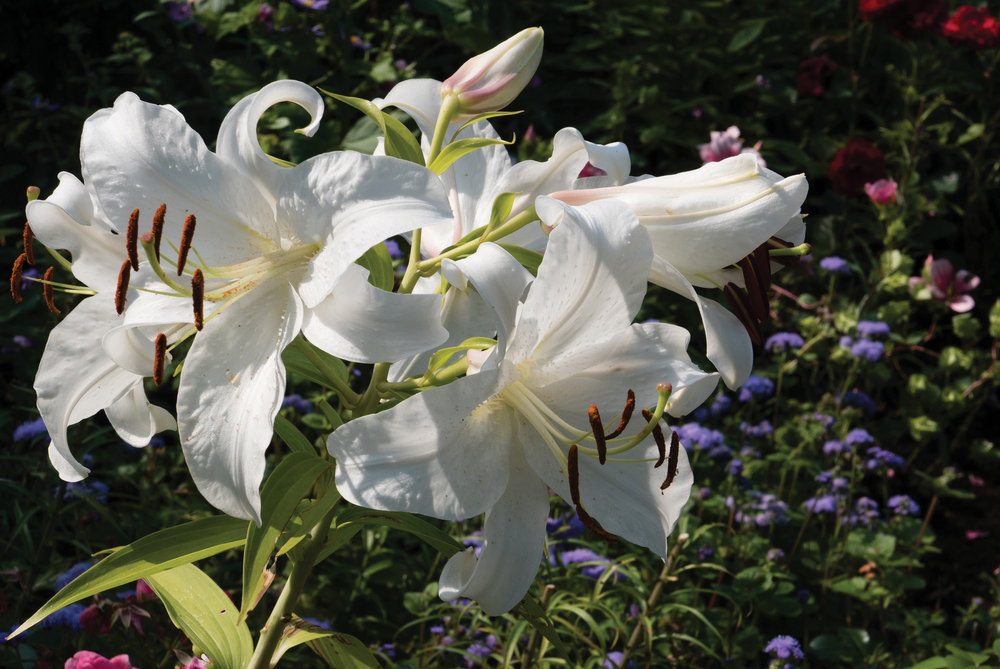 Les Jardins de Métis