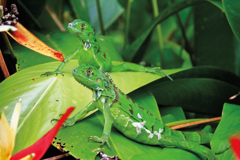 5 parcs nationaux à voir au Costa Rica