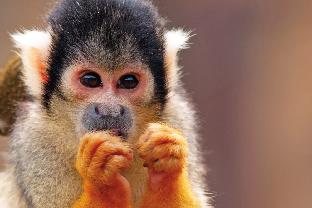 5 expériences culturelles à vivre au Costa Rica