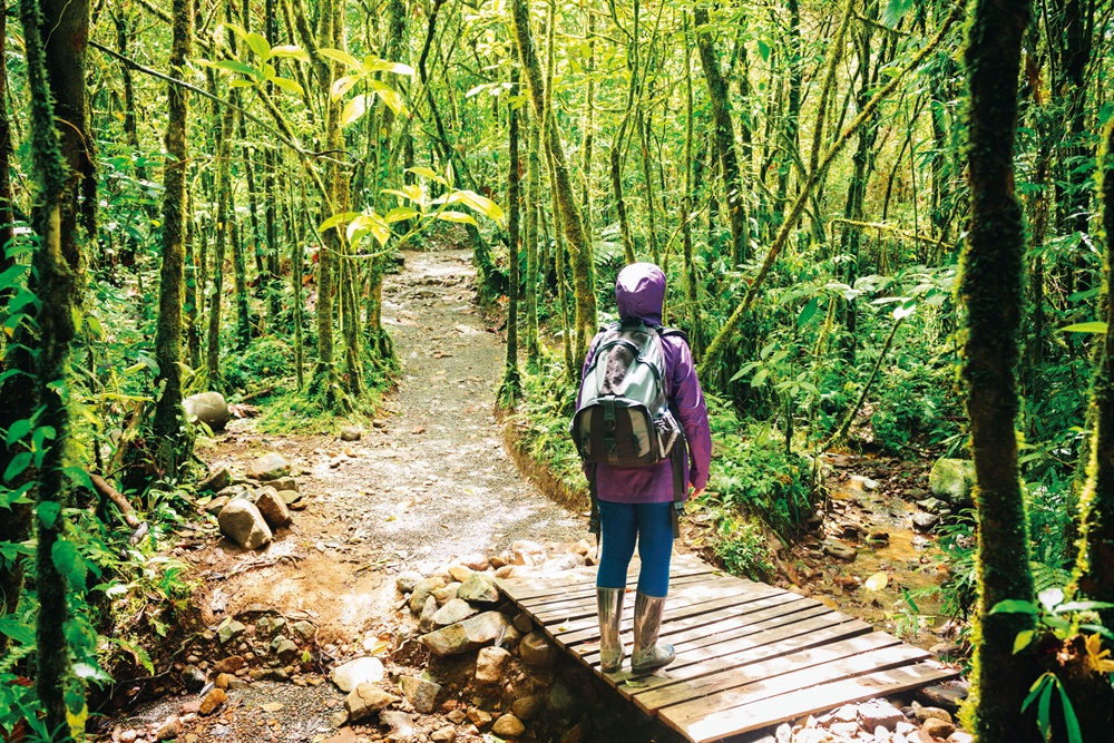 Un sentier dans la Reserva Biol&oacute;gica Bosque Nuboso Monteverde. &copy; iStockphoto.com/Lorraine Boogich