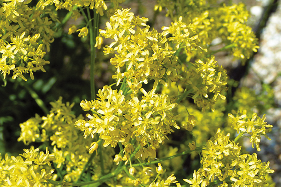 Isatis_tinctoria02.tif