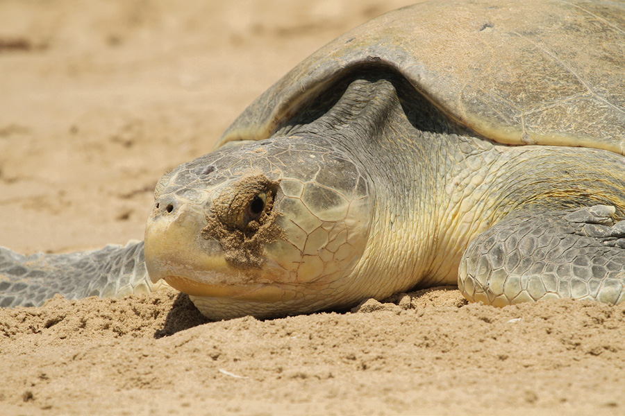 Kemp_ridley_sea_turtle.tif