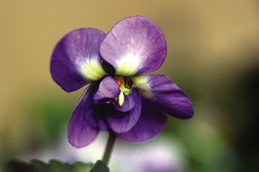 Violette_de_Toulouse.tif