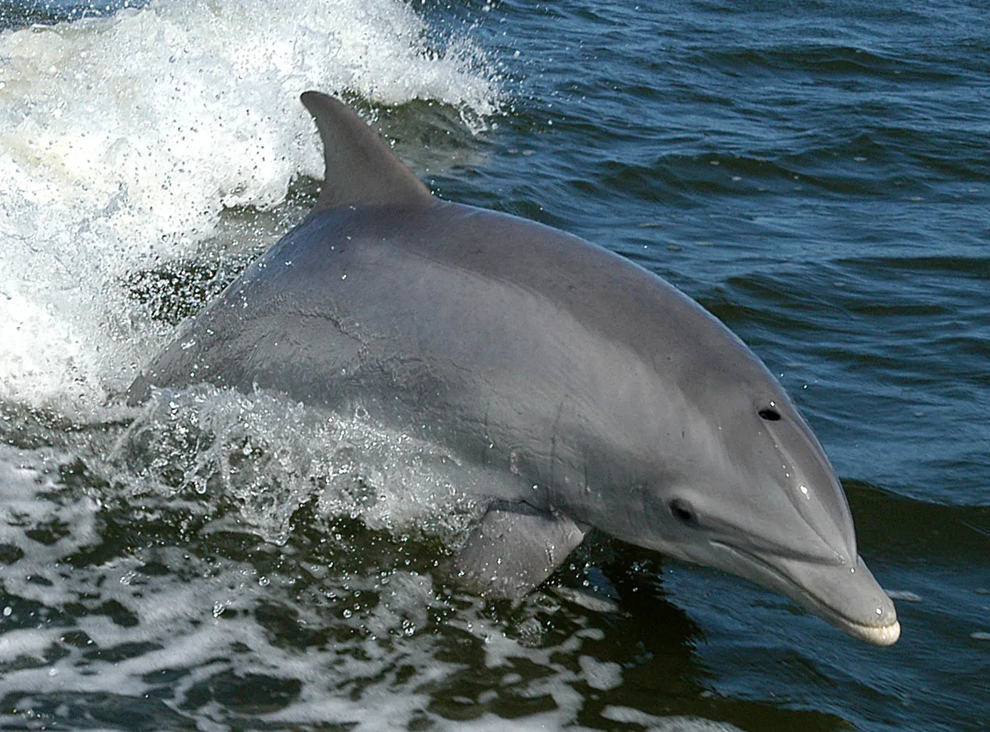 Un Grand dauphin (Tursiops truncatus) - la NASA - domaine public