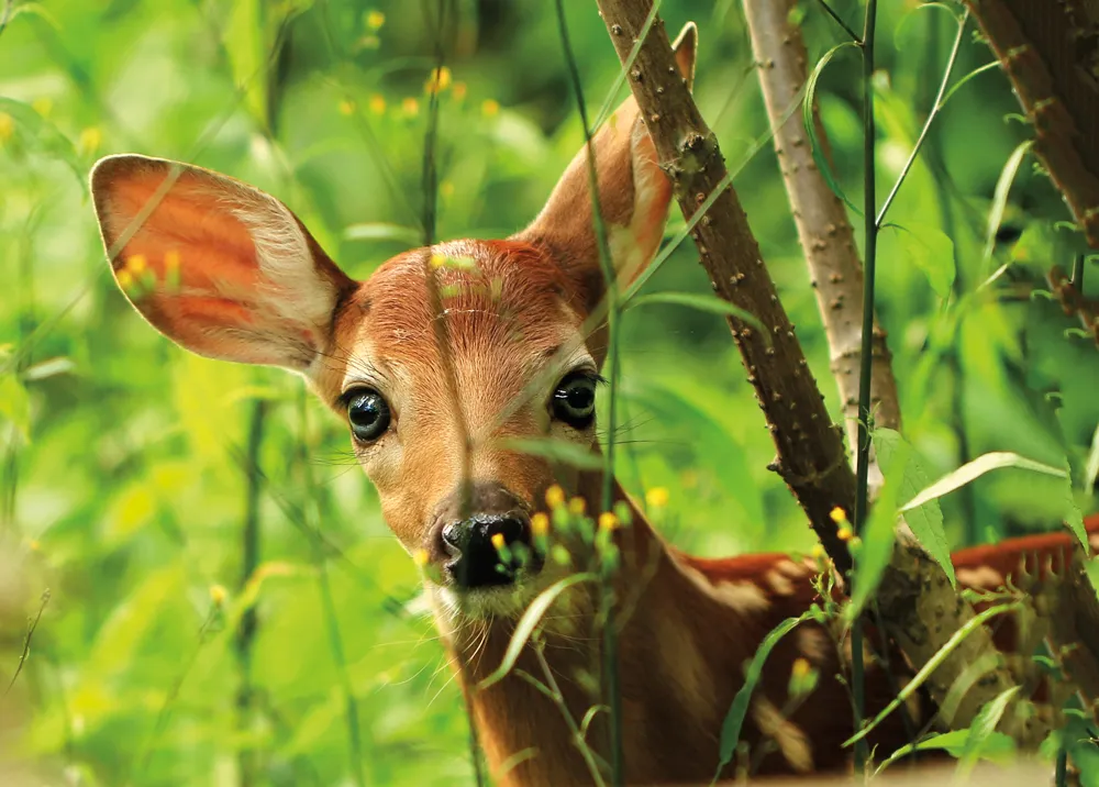 Cheuvreuil (Cerf de Virginie).
©Shutterstock.com/Inga Locmele 

