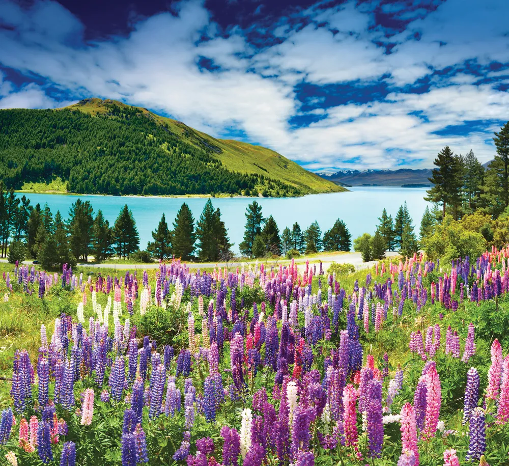 Nouvelle-Zélande | © Dreamstime.com/Dmitry Pichugin