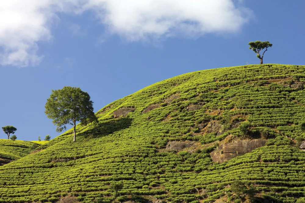 Culture de thé de Ceylan	©Dreamstime/Eldelik