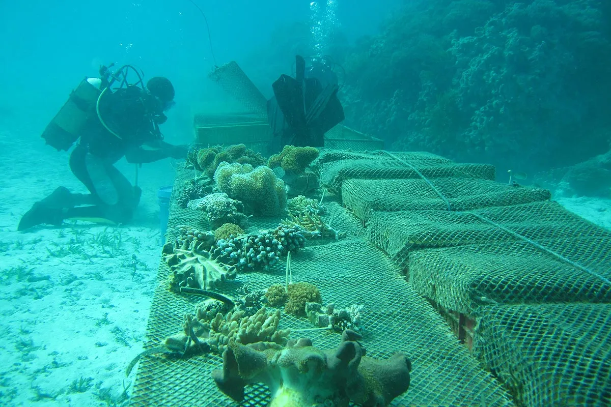 La culture d'éponges de mer © Marine Cultures www.marinecultures.org
