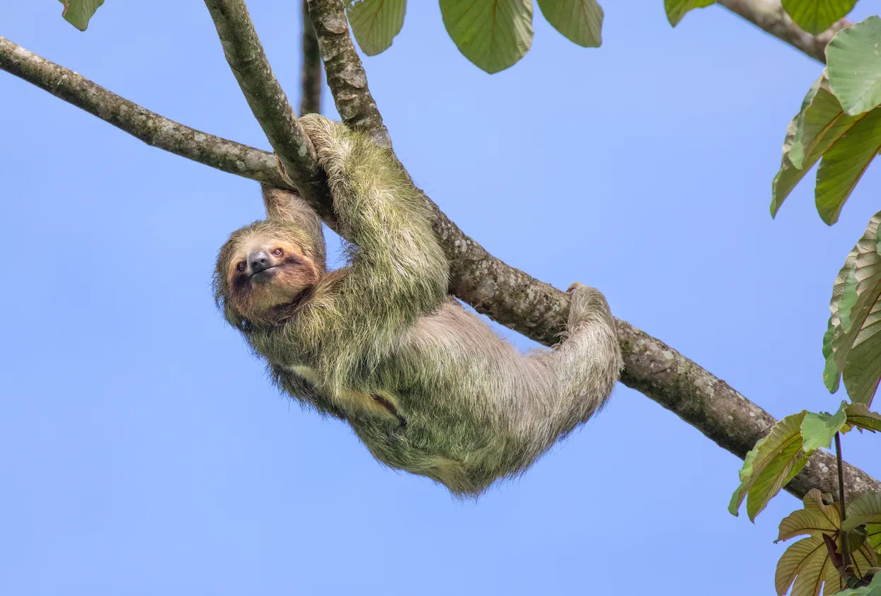 Un paresseux au Costa Rica, dans la forêt humide © iStock / KenCanning