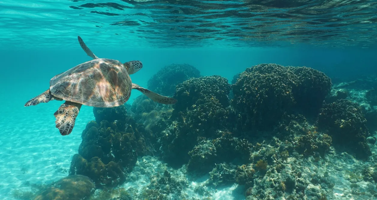  Tortue dans la mer de Caraïbes © iStock / Damocean