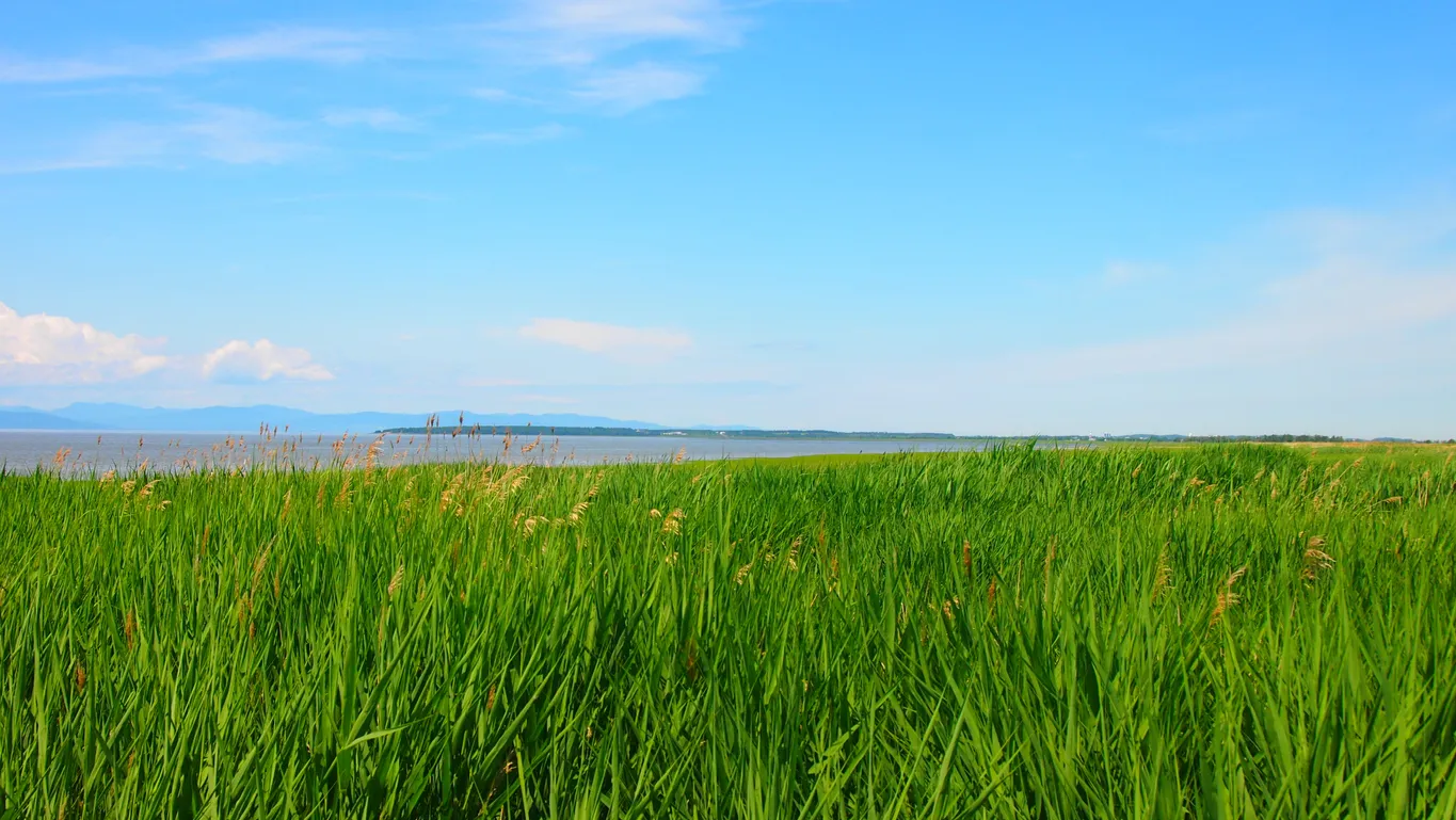 Les berges du Saint-Laurent à La Pocatière  © istock / Pierre-Olivier Valiquette