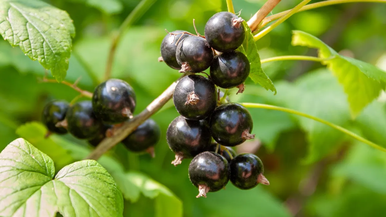 Cassis de bourgogne