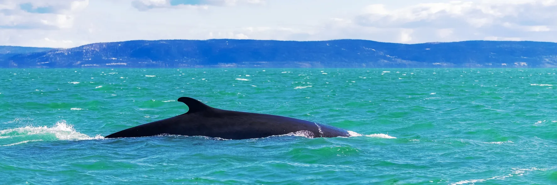 Une baleine de Minke ou petit rorqual dans le Saint-Laurent (balaenoptera acutorostrata) © iStock / Pascale Gueret