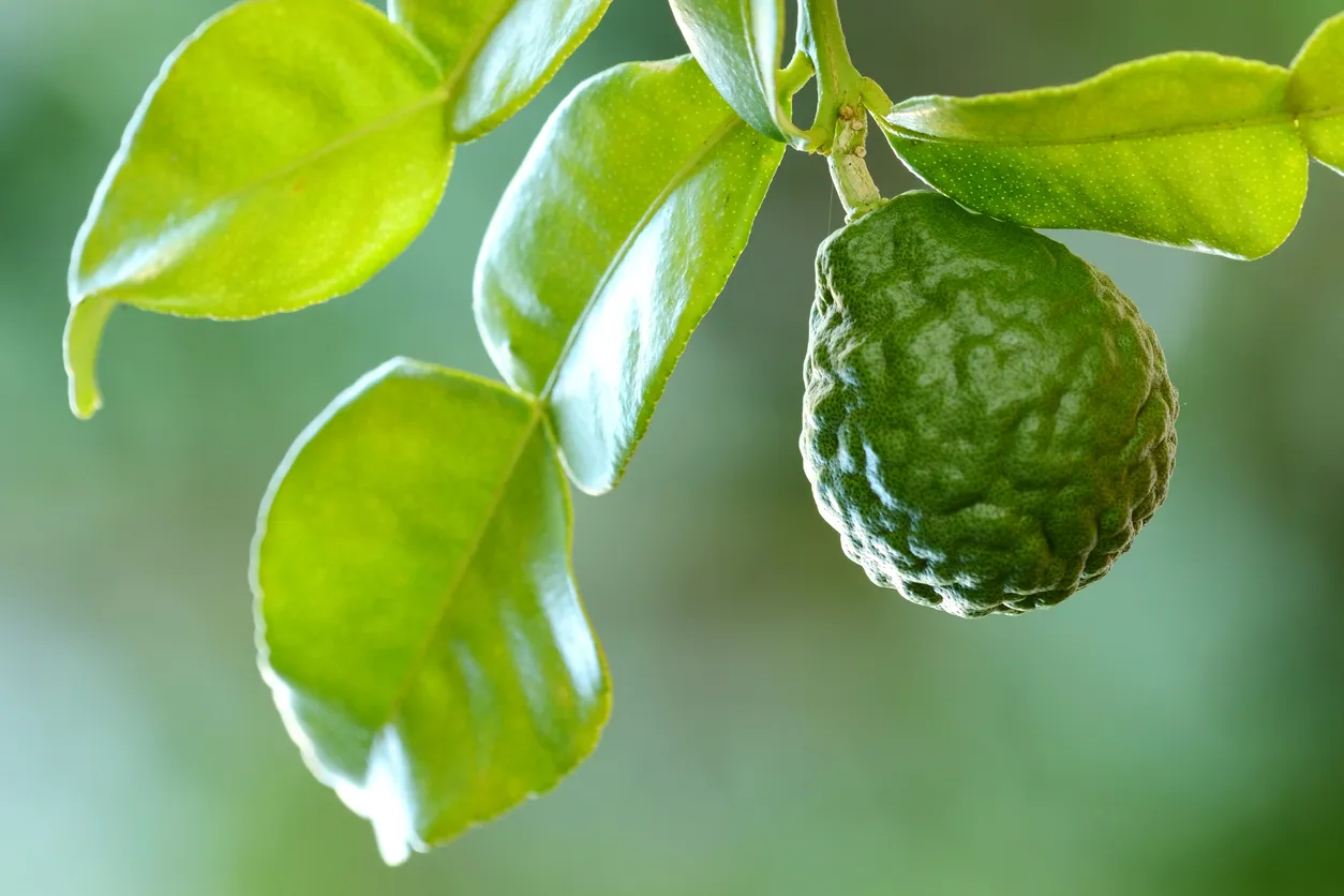 La bergamote - photo © iStock-dangdumrong
