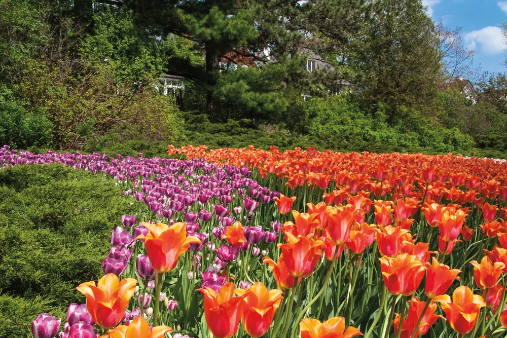 Festival canadien des tulipes, Ottawa. | © iStockphoto.com/MichelGuenette
