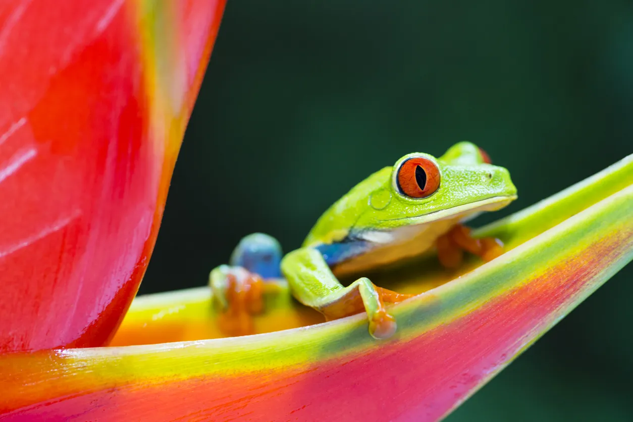 La rainette aux yeux rouge - photo © iStock-pchoui