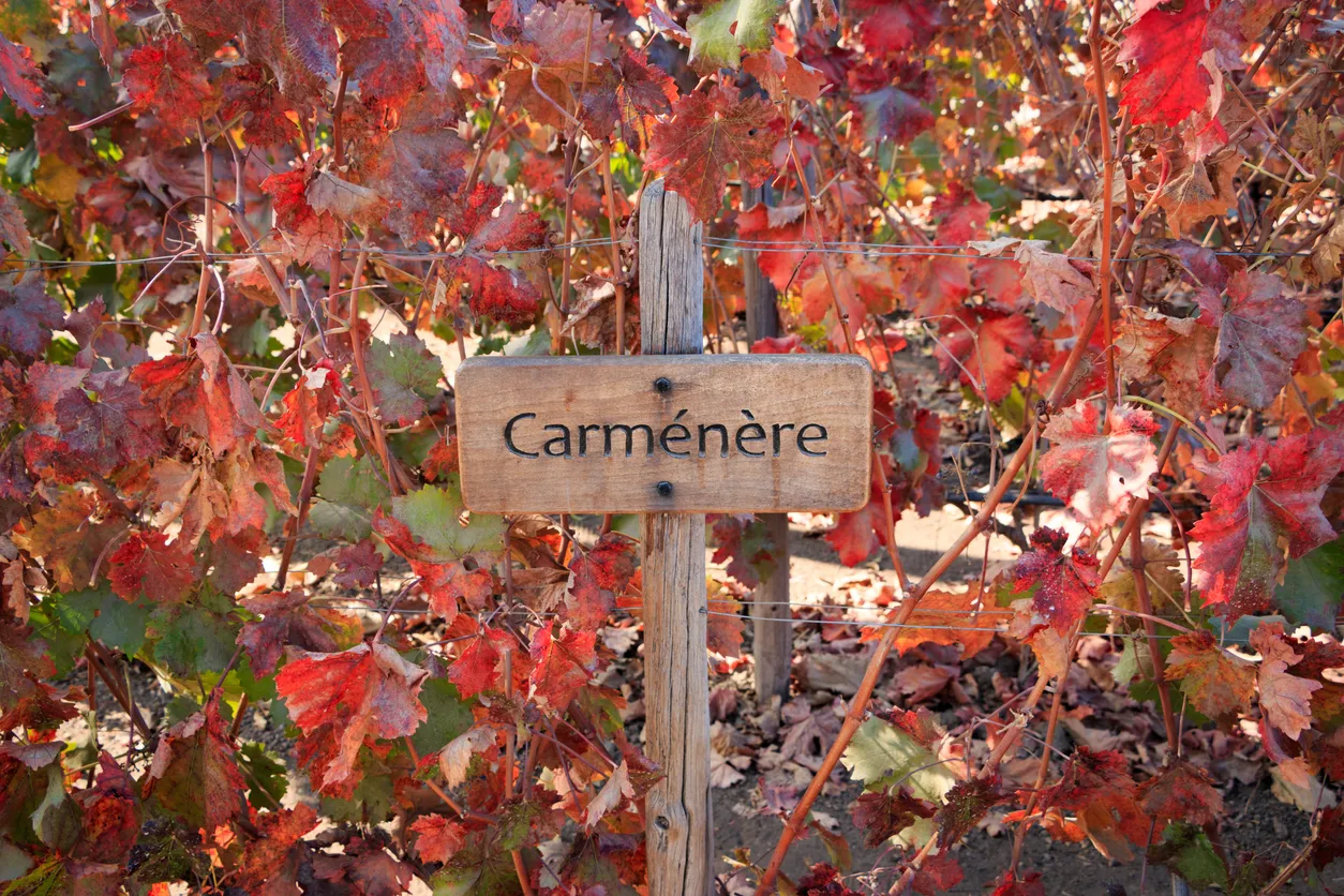 Le cépage français Carménère - photo © iStock-Renato_Pessanha