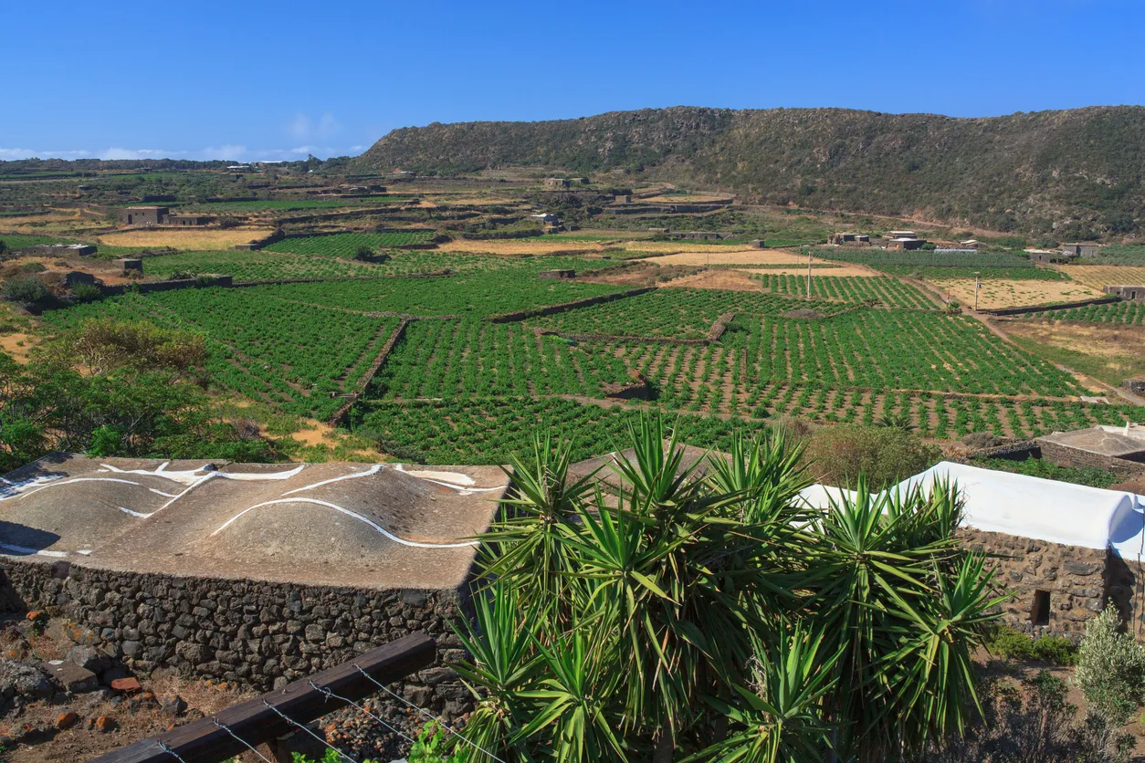 Culture du zippo selon la méthode vite ad alberello sur l'île de Pantelleria
© iStock/Bepsimage