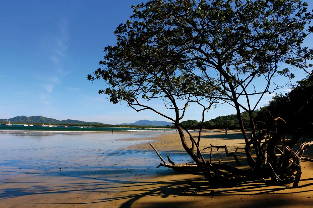 Tamarindo | © iStockphoto.com/dgutmann