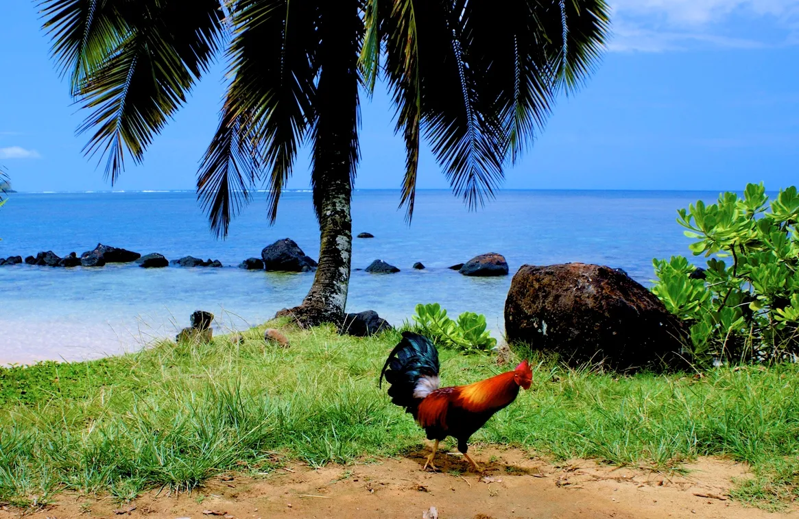 Un coq au bord de la plage à Kaua’i © iStock / Steven-Bates