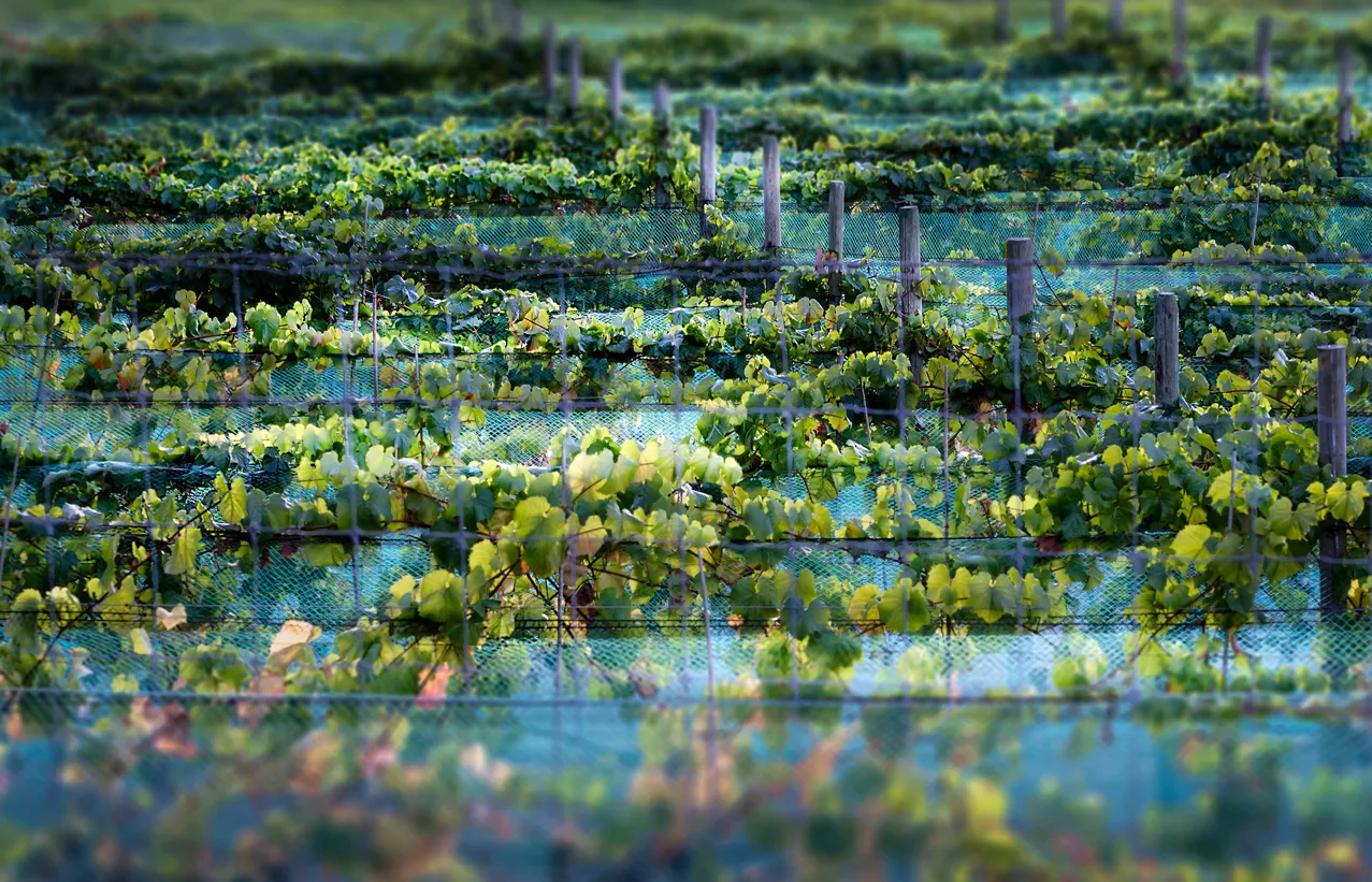 Les vignobles de la Cowichan Valley sur l'île de Vancouver © iStock / JoeRos