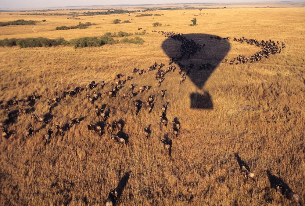 Réserve nationale du Masai Mara | © iStockphoto.com/FernandoQuevedo