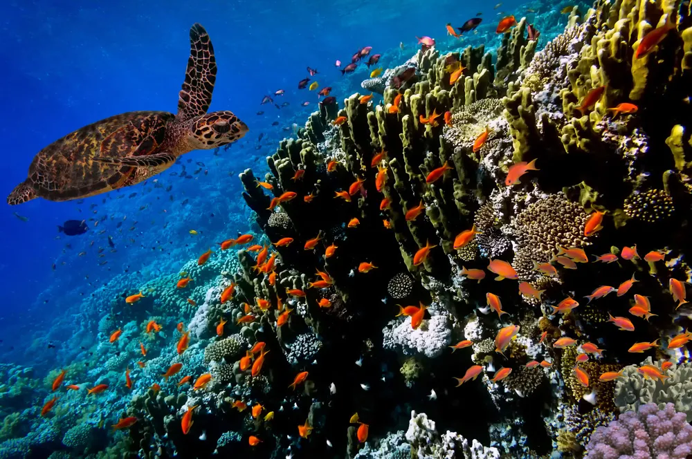 Tortue verte à Bonaire | © vlad61