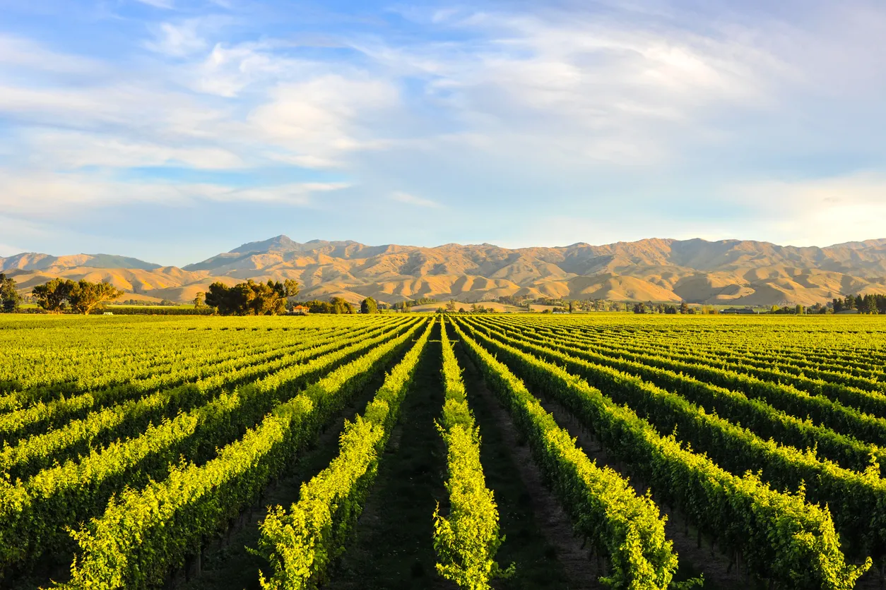 Le vignoble de Blenheim sur l"île du Sud en Nouvelle-Zélande © iStock / domenolomo
