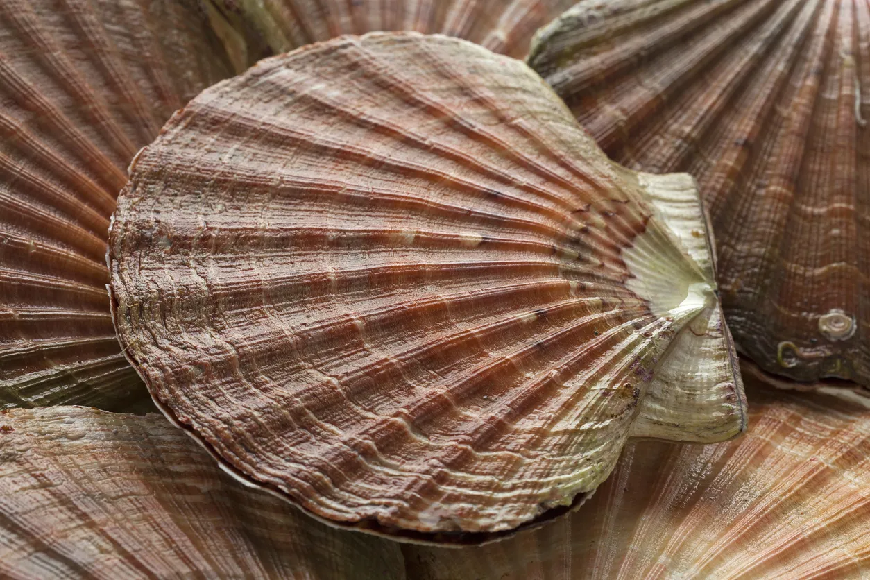 La coquille Saint-Jacques, symbole des pèlerins du chemin de Saint-Jacques de Compostelle © iStock / PicturePartners