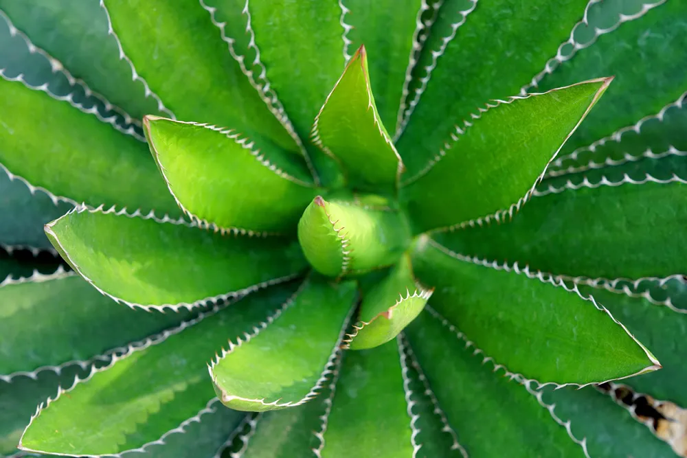 Vue en plan d’un agave bleu ou agave Tequilana, très abondant dans l'État du Jalisco dont Guadalajara est la capitale | © Wanchanta