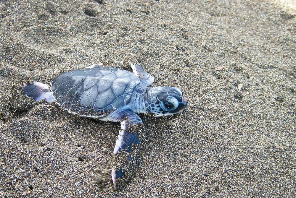 Bébé tortue luth©iStockphoto/Kevin Wells