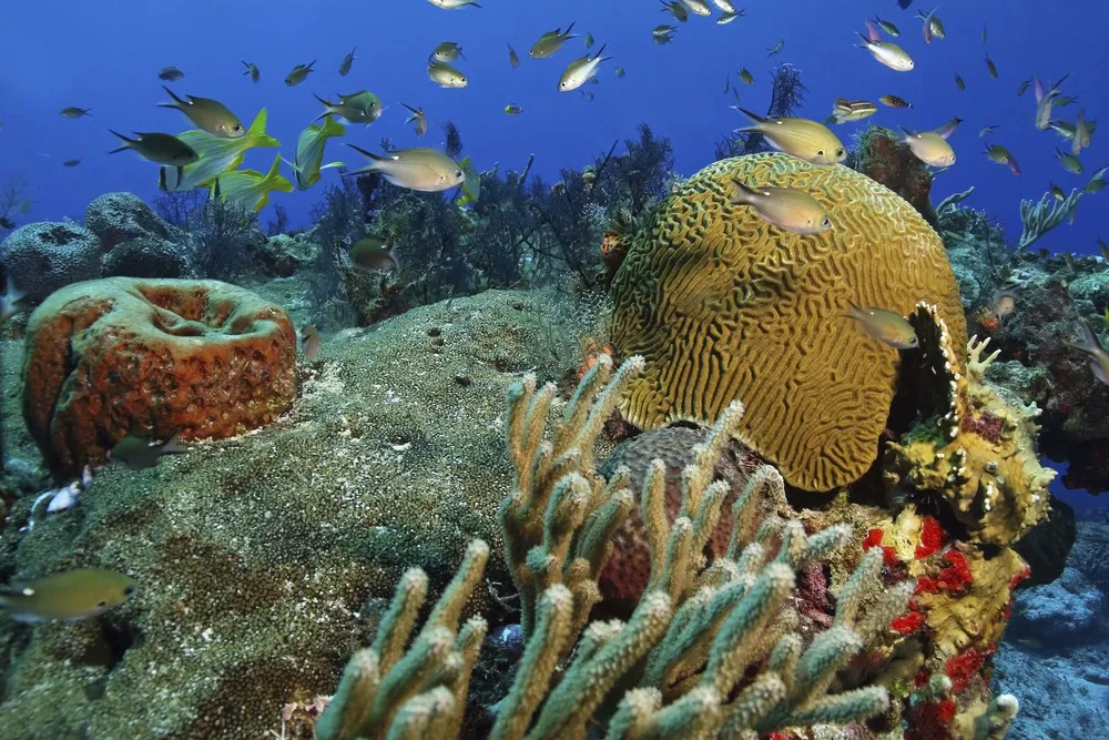 Récif corallien d’Isla Cozumel, paradis des plongeurs.  | © iStock / BrianLasenby