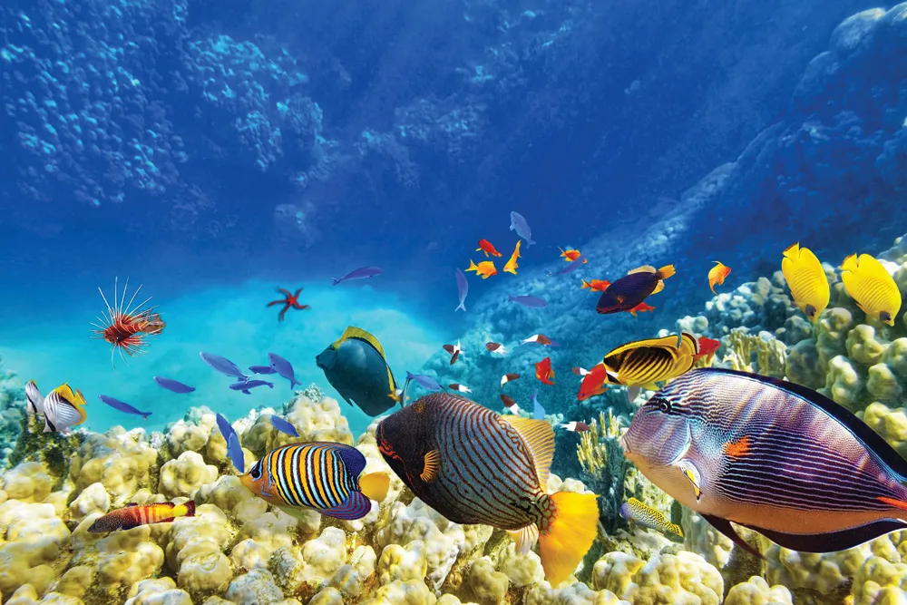 Plongée au Belize | © iStockphoto.com/VitalyEdush